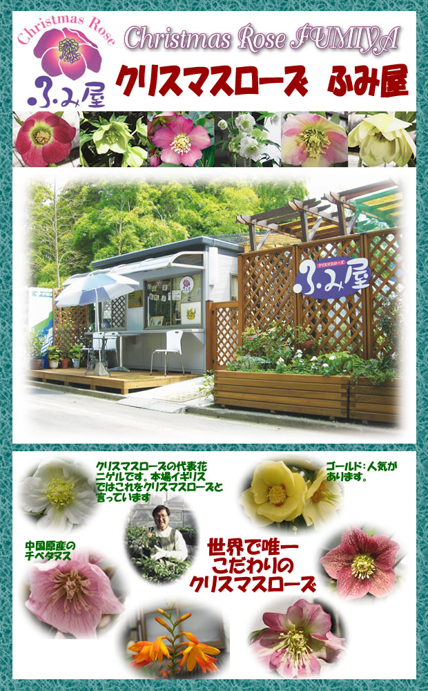 クリスマスローズ ふみ屋